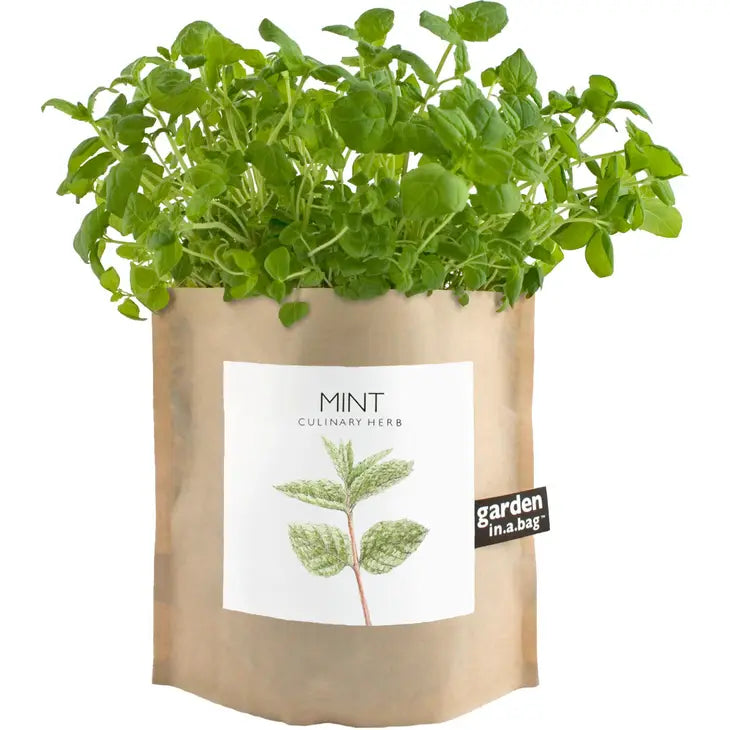 Mint Garden in a Bag